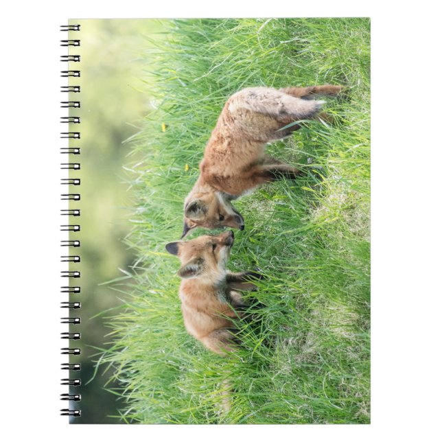 Carnet Kits Red Fox (Devant)