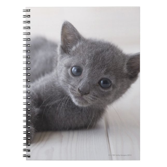Carnet Kitten bleu russe (Devant)