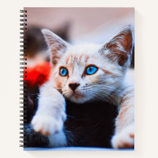 Carnet Kitten Blue Oyed adorable chat mignon (Devant)