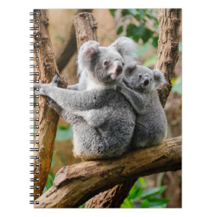 Carnet Koala avec un bébé dans un arbre en Australie