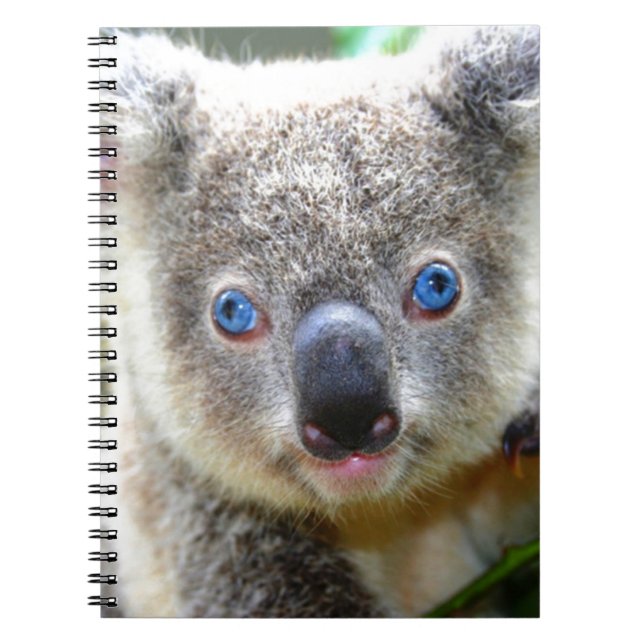 Carnet Koala Bears (Devant)