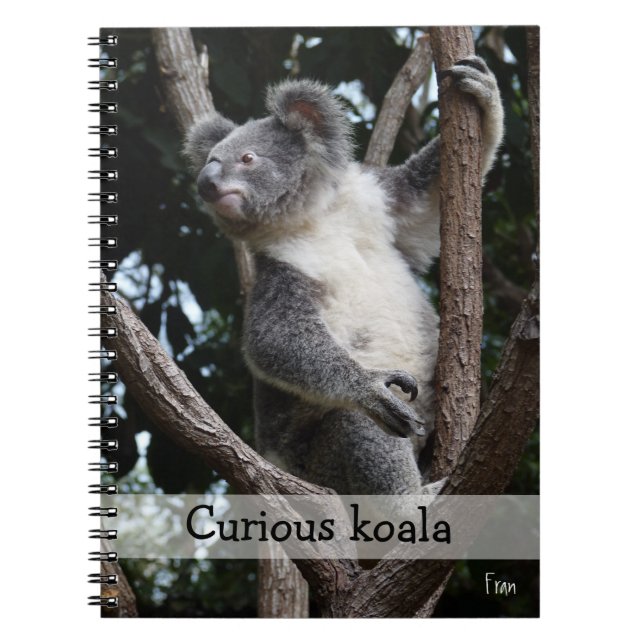 Carnet koala curieux (Devant)