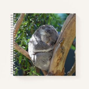 Carnet Koala dormant dans l'arbre