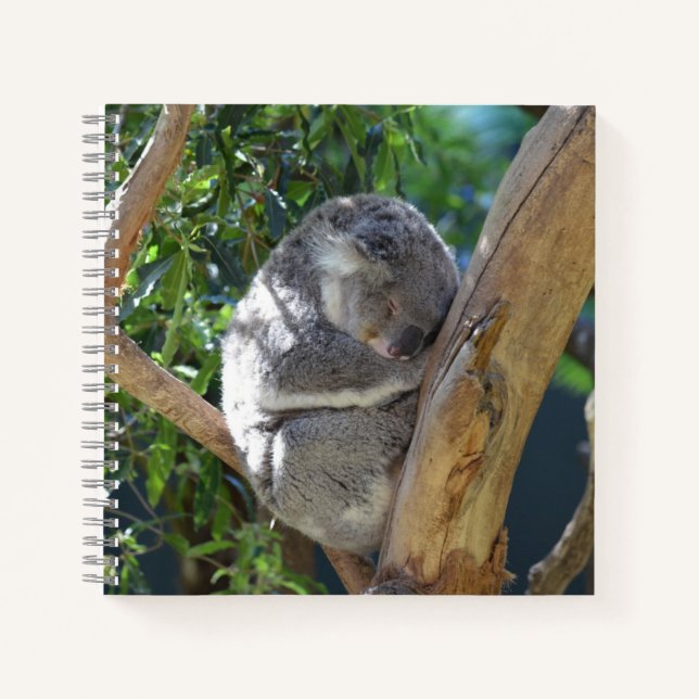 Carnet Koala dormant dans l'arbre (Devant)