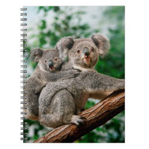 Carnet Koala, phascolarctos cinereus, Femme qui vous port