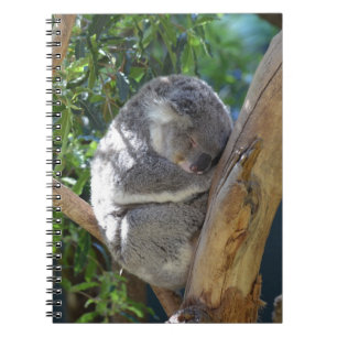 Carnet Koala somnolent