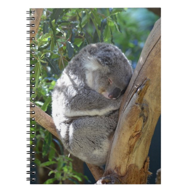 Carnet Koala somnolent (Devant)
