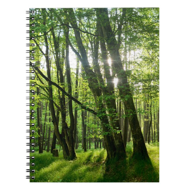 Carnet La forêt au printemps (Devant)