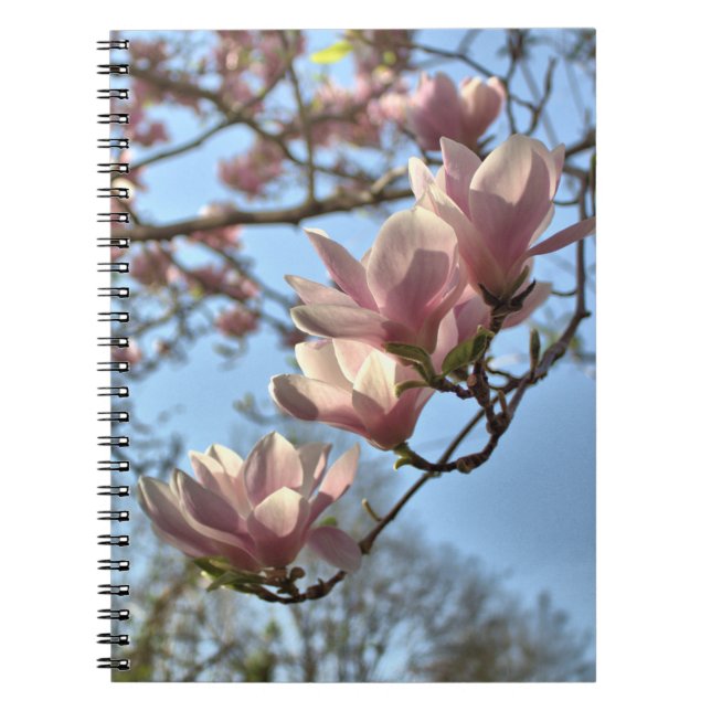 Carnet La magnolia fleurit au printemps (Devant)