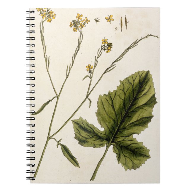 Carnet La moutarde, plaquent 446 "d'un de fines herbes (Devant)