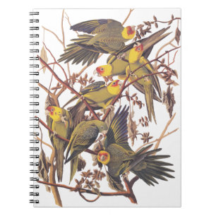 Carnet La perruque de Caroline d'Audubon