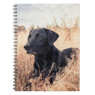 Carnet Labrador Noir En Graine Sèche