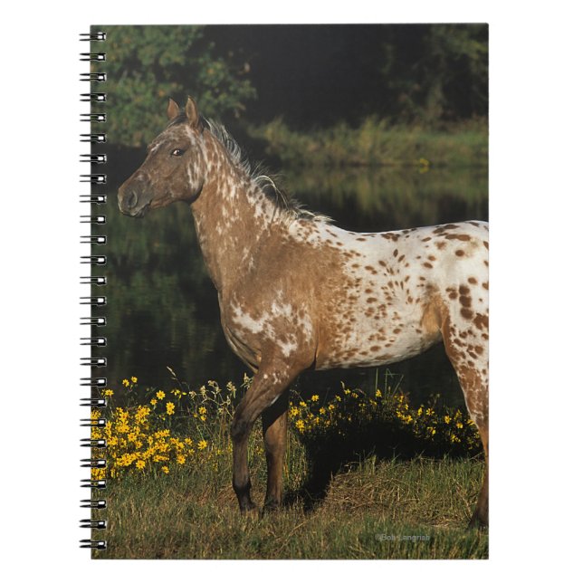 Carnet Lac se tenant prêt horse d'Appaloosa (Devant)
