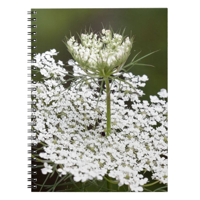 Carnet Lace de la Reine Anne (Devant)