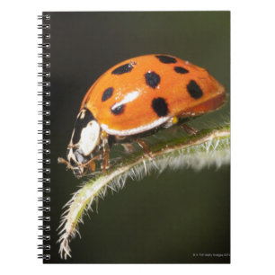 Carnet Ladybird sur la feuille, coccinelle sur la feuille