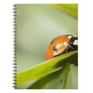 Carnet Ladybird sur la feuille, coccinelle sur la feuille