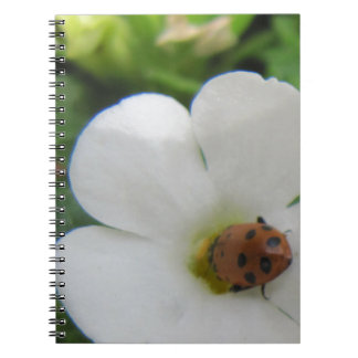 Carnet Ladybug