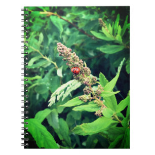 Carnet Ladybug au printemps