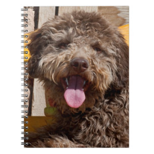 Carnet Lagotto Romagnolo Allongé Sur Un Banc En Bois