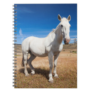 Carnet Laguna Azul, paysage avec chevaux
