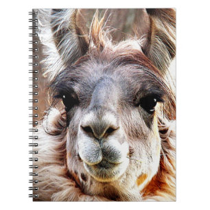 Carnet Lama