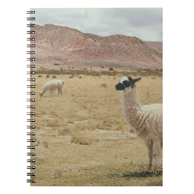 CARNET LAMA BLANC EN GRASS BROWN (Devant)