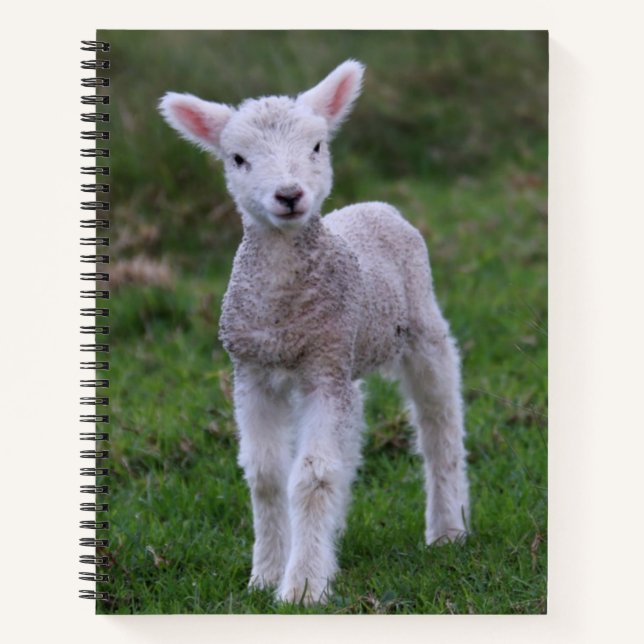 Carnet Lamb Bébé Mouton ferme animal (Devant)