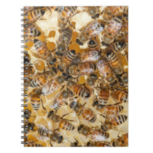 Carnet L'apiculture à Arlo's Honey Farm