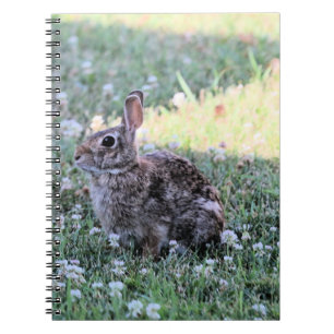 Carnet Lapin
