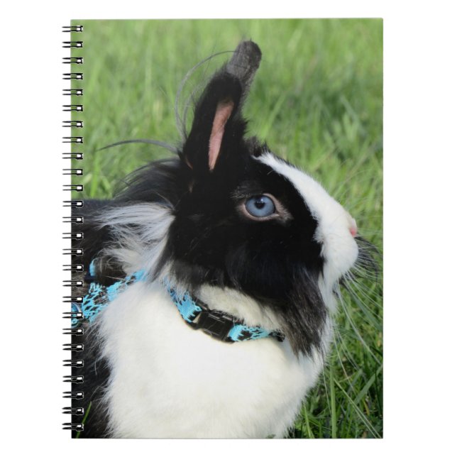 Carnet Lapin Lapin Lionhead noir et blanc Fluffy (Devant)