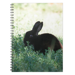 Carnet Lapin noir de Lil