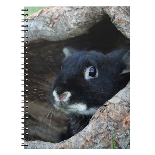 Carnet Lapin noir en creux d'un arbre (Devant)