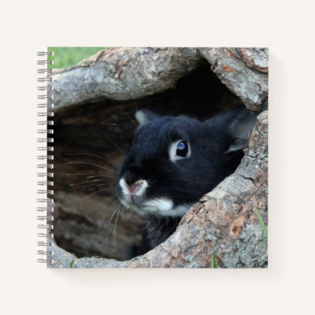 Carnet Lapin noir en creux d'un arbre photo (Devant)