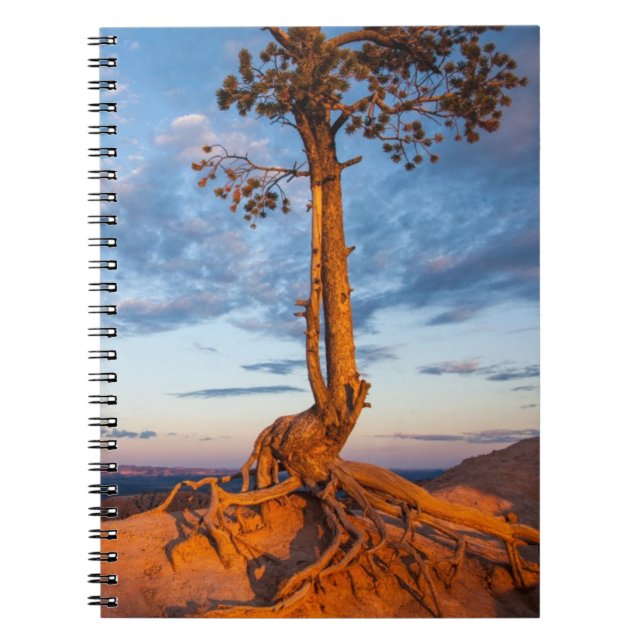 Carnet L'arbre s'accroche au rebord, parc national de (Devant)