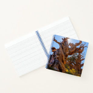 Carnet L'arbre sentinelle