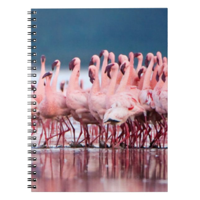 Carnet Large Group of Lesser Flamingos (Devant)