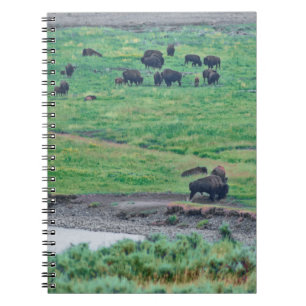 Carnet Le bison américain