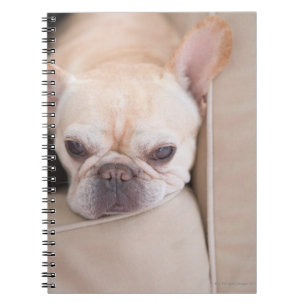 Carnet Le bulldog français reposant sur un canapé