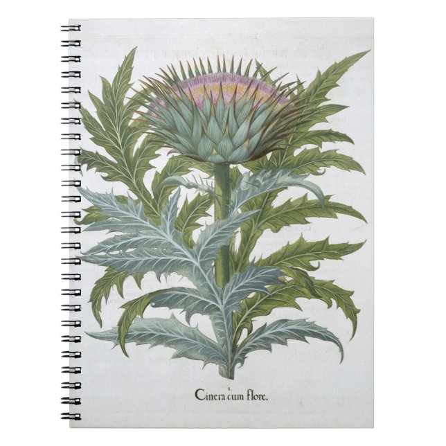 Carnet Le cardon, du "Hortus Eystettensis" par Bas (Devant)