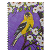 Le chardonneret américain