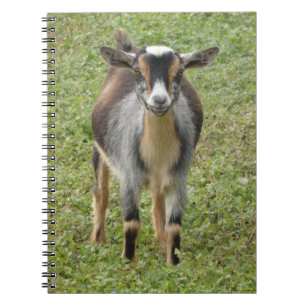Carnet Le gamin de chèvre laitière naine nigérian