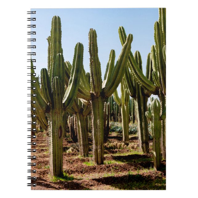 Carnet Le jardin des cactus. Gros cactus verts et succule (Devant)