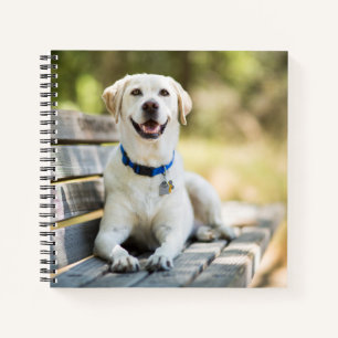 Carnet Le Labrador Jaune Pose Sur Le Banc