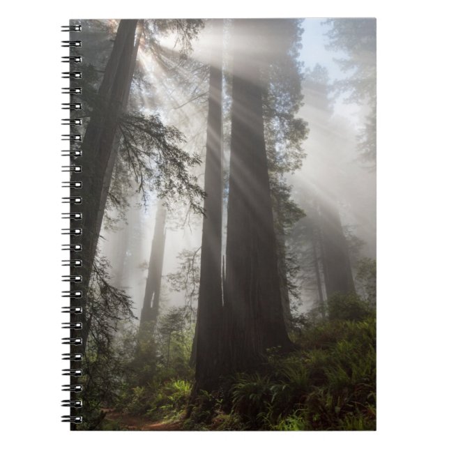 Carnet Le parc national de Redwood Californie (Devant)