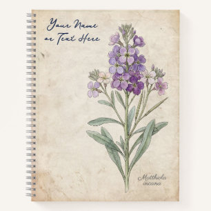 Carnet Le parfumeur crépusculaire : Matthiola Incana bota