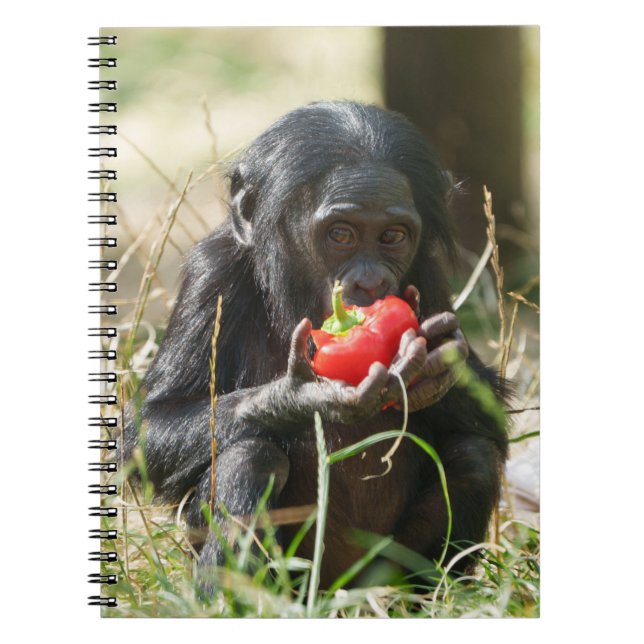 Carnet Le pique-nique de Bonobo (Devant)