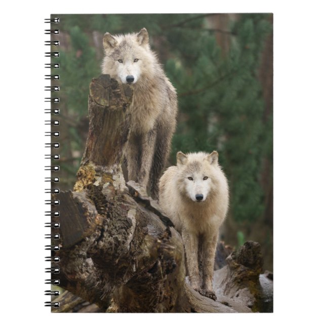 Carnet Le royaume des loups blancs (Devant)