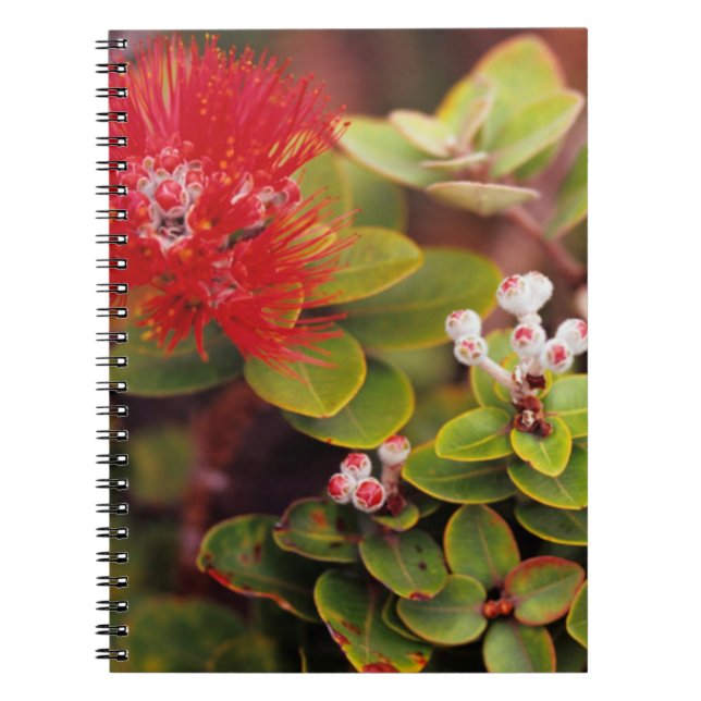 Carnet Lehua fleurit dans les volcans d'Hawaii (Devant)