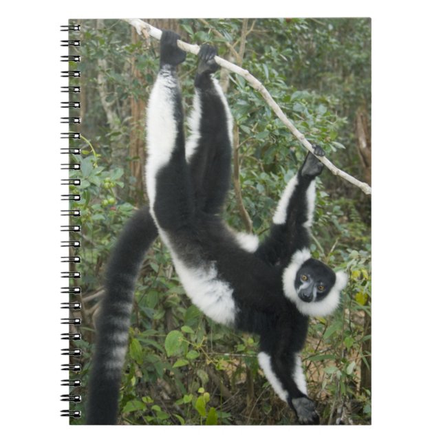Carnet Lémurien vari noir et blanc, (Varecia (Devant)