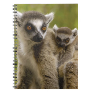 Carnet Lémuriens à queue annelée (Lemur catta) Mère et bé